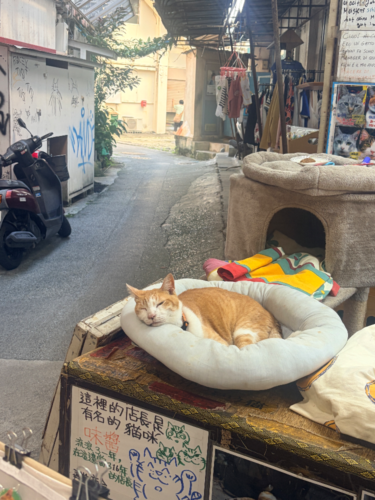 みーちゃんの写真 1